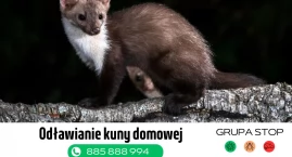 Zanim wezwiesz fachowca – jak rozpoznać, że to kuna,&hellip;