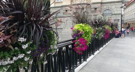 Terra Flower Power 2019.  Słaby wynik Bielska Białej i Żywca  - Są powody do śmiechu