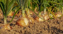 Kalendarz wysiewu i zbiorów warzyw w ogrodzie