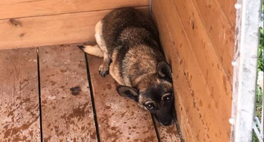 Pieski do adopcji! 