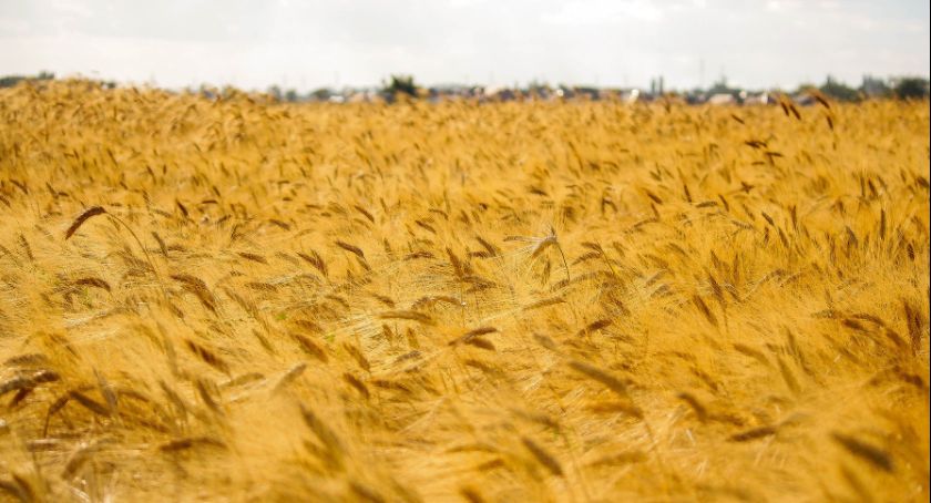 Już 99 przypadków koronawirusa w Powiecie Trzebnickim
