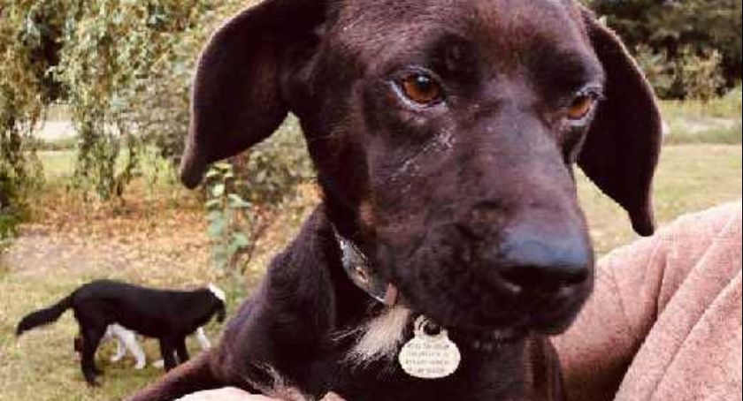 Potter poleca się do adopcji! 