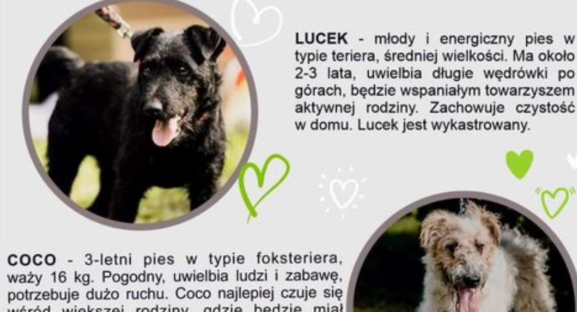 Czekają na nowy dom!