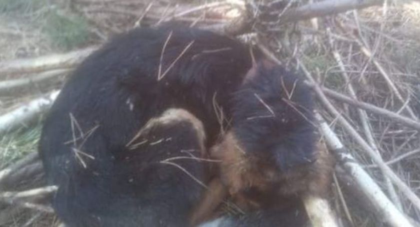 Przywiązał psa i zostawił na pewną śmierć
