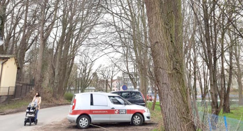 Gmina chce wyciąć drzewa, ale konserwator nic o tym nie wie