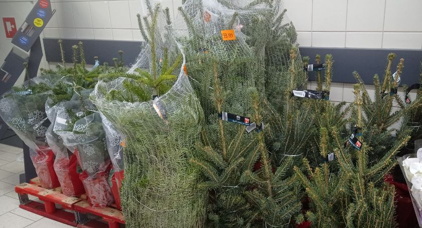 Sezon na choinkę