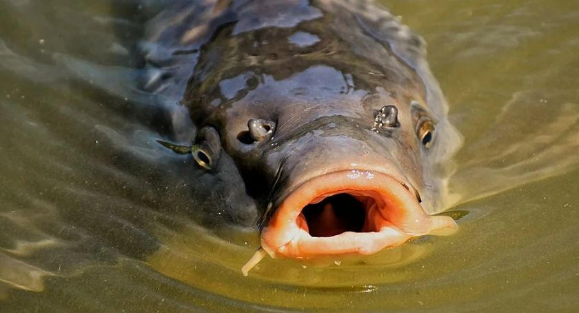 Karp droższy niż przed rokiem
