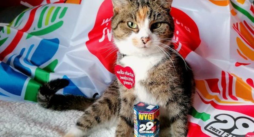 Finał WOŚP w Trzebnicy