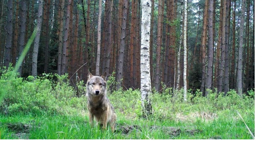 Wilk w trzebnickim lesie?
