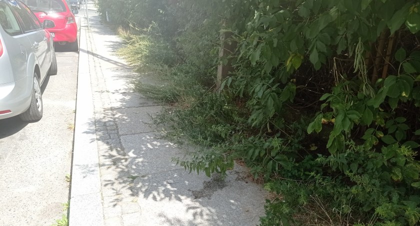 Interwencja: Zarośnięta Kościelna