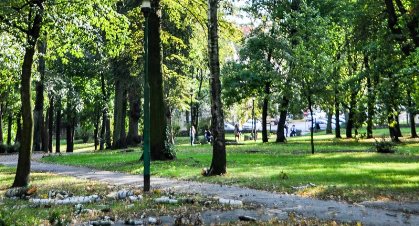 Niebezpieczne drzewa w Wysokim Kościele