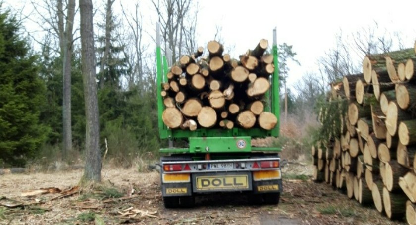 Interwencja: Wycinają stuletnie dęby