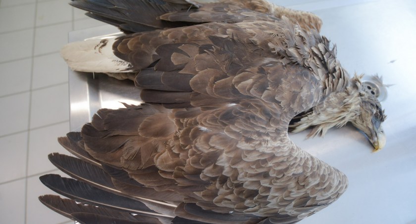 Para orłów bielików padła ofiarą bezmyślności człowieka