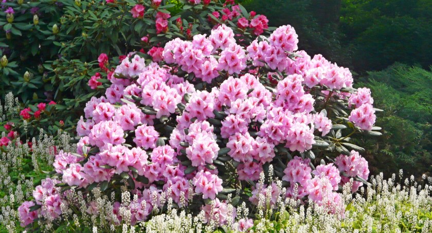 W pełni kwitną rododendrony. Gdzie można je zobaczyć?
