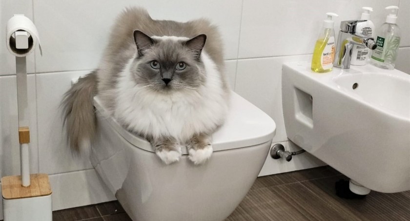 Ptasia grypa zabija koty. Potwierdzono przypadek w naszym powiecie