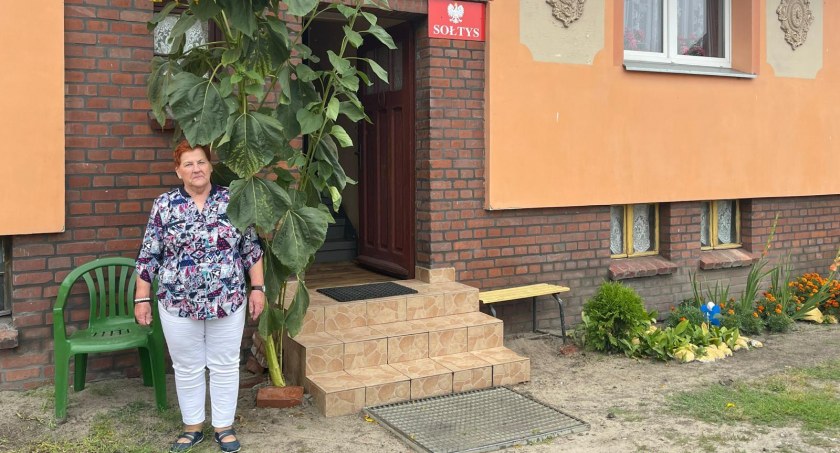 Gigantyczne słoneczniki pani Barbary