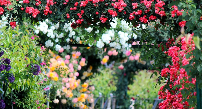 XONI ROSE GARDEN PARTY