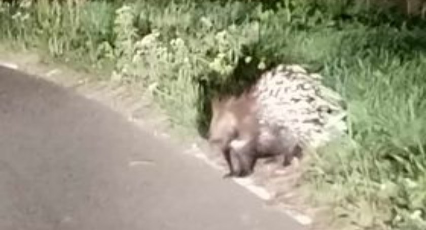Jeżozwierz biega po drogach!