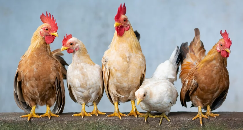 Ptasia grypa w powiecie trzebnickim!