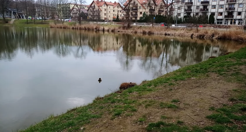 Znikające kaczki