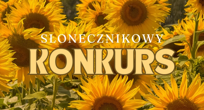 Słonecznikowy konkurs