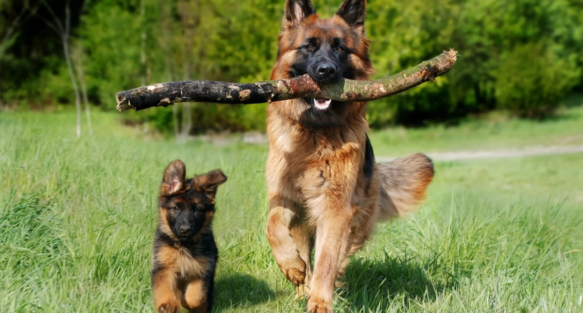 Zabierz psa na wędrówkę. IX Trzebnicki Dogtrekking