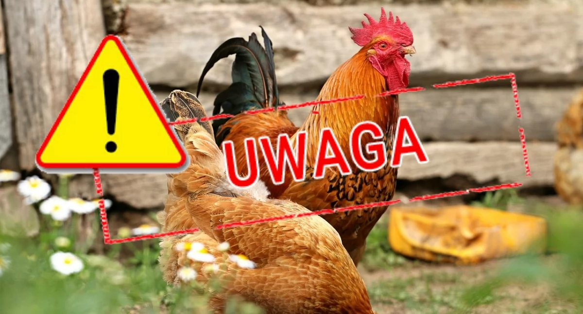 UWAGA: Wykryto ognisko ptasiej grypy w Powiecie Trzebnickim