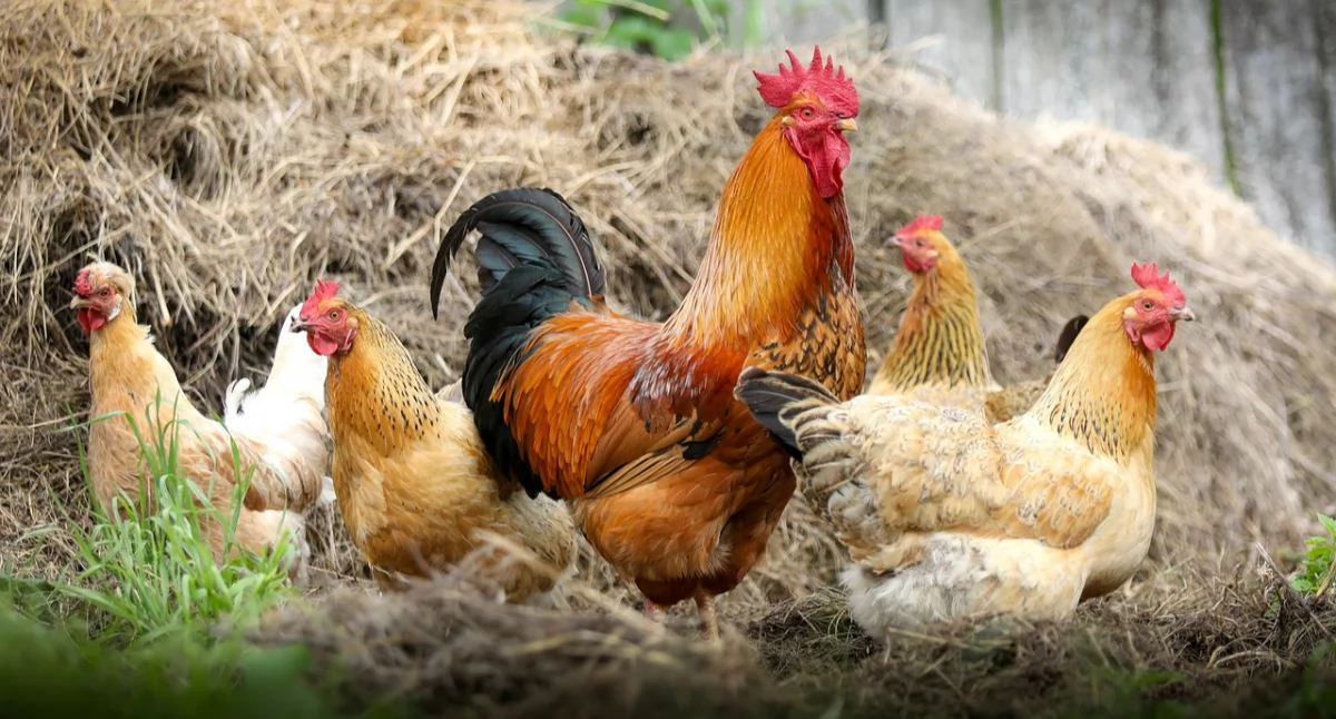 Wykryto ognisko ptasiej grypy w powiecie trzebnickim. Wojewoda Dolnośląski wydał rozporządzenie