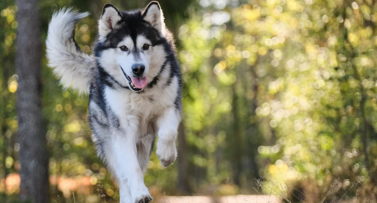 Aktywność dla Ciebie i Twojego psa - zawody w dogtrekkingu już w sobotę