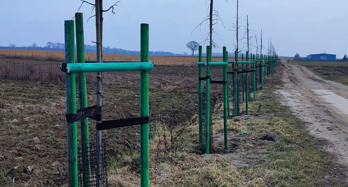 Nowe nasadzenia na terenie gminy Wisznia Mała