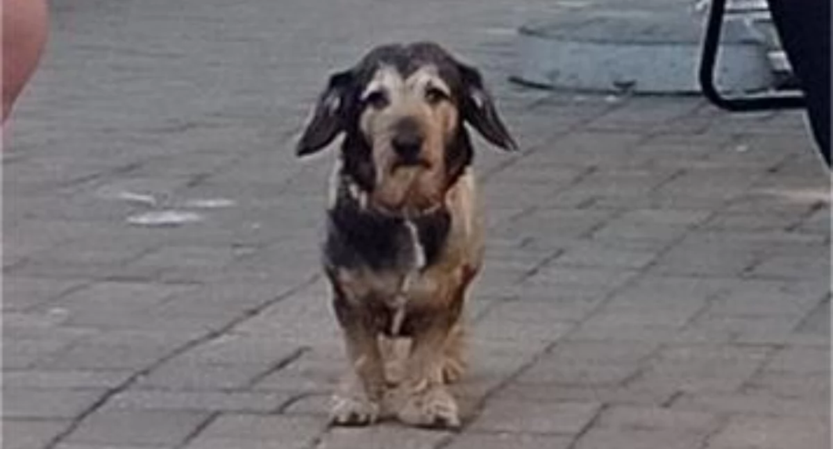Pieski weekend i zawody Dogfrisbee w Trzebnicy