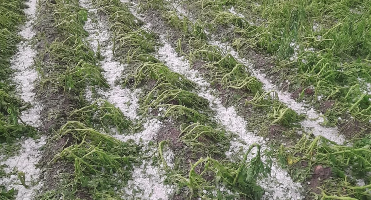 Burza nad gminą Żmigród. Rolnicy ponieśli dotkliwe straty