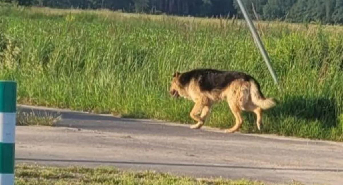 Poszukiwany właściciel! Pies biega w okolicach Ligotki