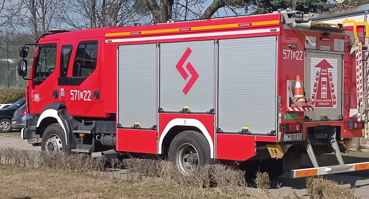 Pożar wnętrza starego pnia drzewa