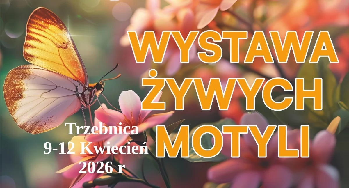 W świecie egzotycznych motyli – wyjątkowa wystawa w Trzebnicy!
