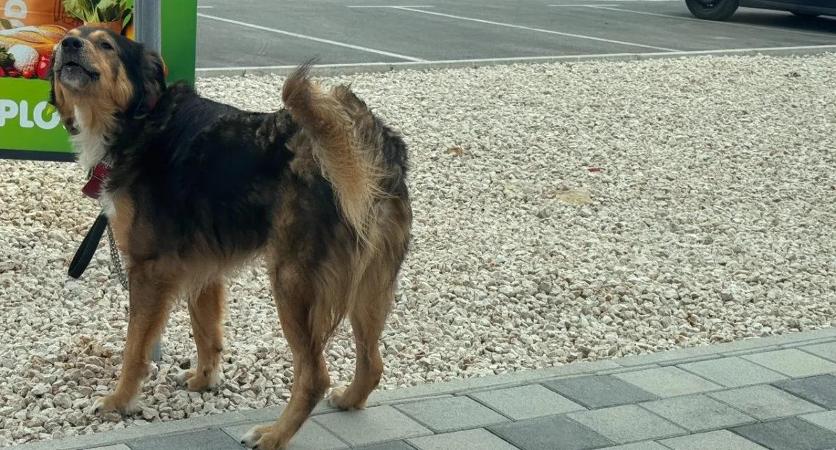 Gmina Trzebnica wyda ponad 110 tysięcy złotych na bezdomne zwierzęta. Psy trafiają pod Poznań