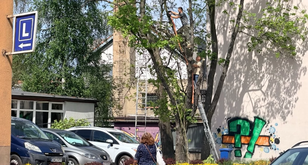 Mieszkaniec: Wycinają drzewo, na którym jest gniazdo z jajami ptaków