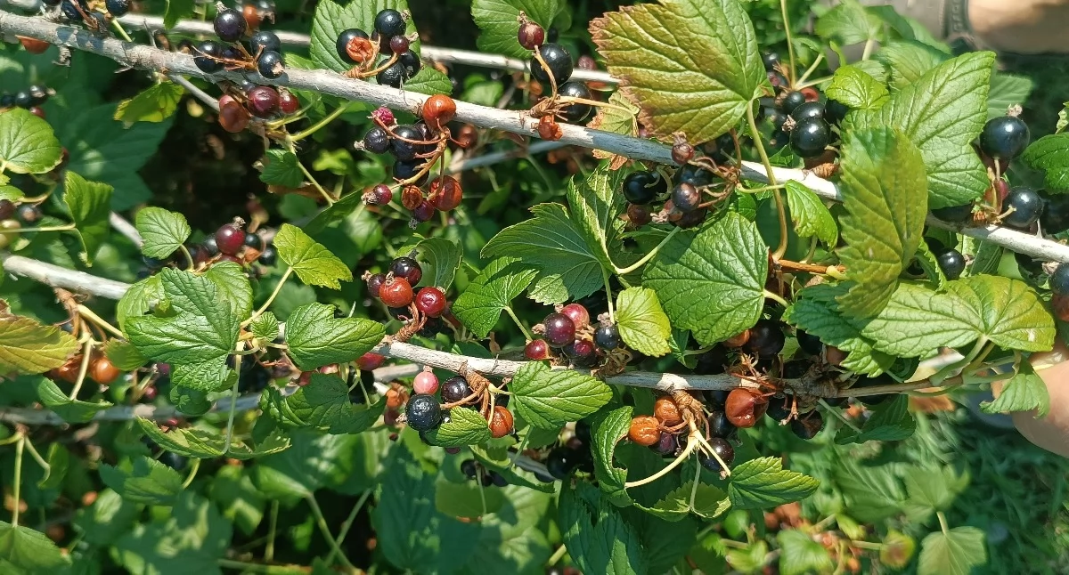 Katastrofalne skutki upałów