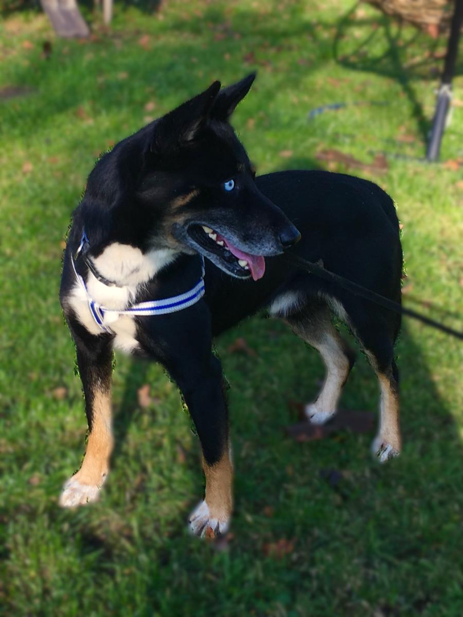 Do adopcji!