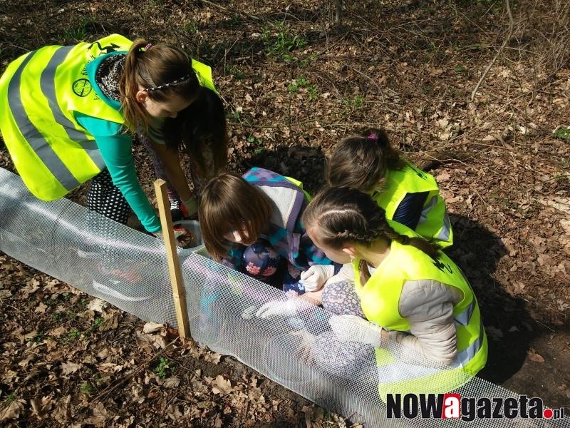 Akcja żaba już jutro. Wolontariusze pomogą płazom