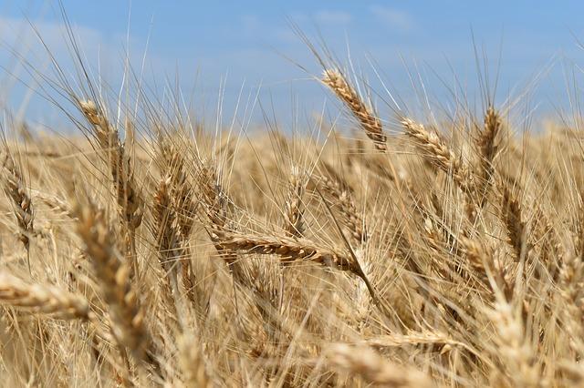 Ciągniki firmy Farmtrac