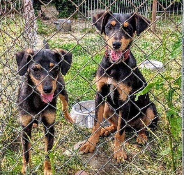 Pokochaj czworonoga - pieski do adopcji!