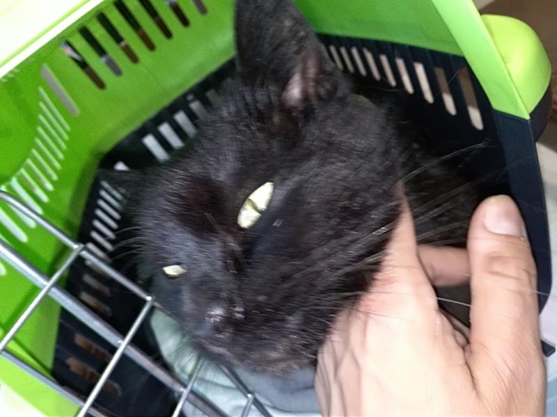 Uwaga! Znaleziono w Trzebnicy czarną, puchatą koteczkę. Szukamy właściciela