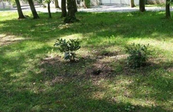 Ukradli świeżo posadzone rododendrony