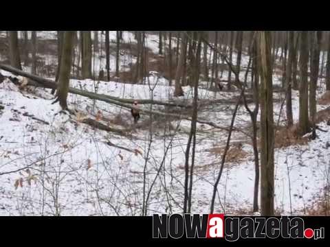 Co z Lasem Bukowym? Zaalarmowali nas zdenerwowani Czytelnicy [SONDA]