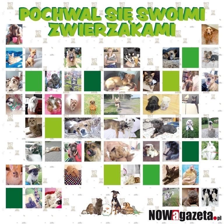 Ostatnie dni głosowania w plebiscycie na najsympatyczniejszego PUPILA