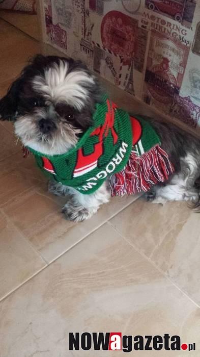 Kolejne zgłoszenia w plebiscycie POCHWAL SIĘ SWOIM ZWIERZAKIEM!