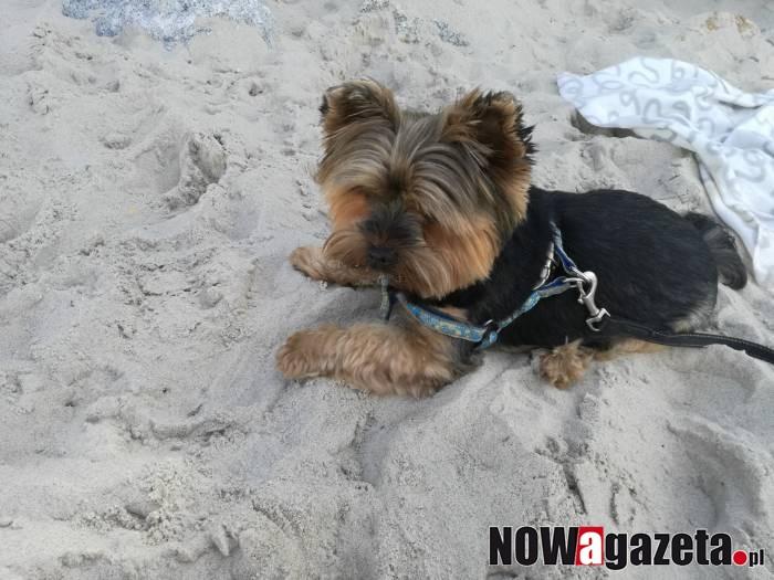 Kolejne zgłoszenia w plebiscycie POCHWAL SIĘ SWOIM ZWIERZAKIEM!