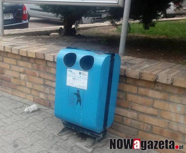 Szczur na spacerze