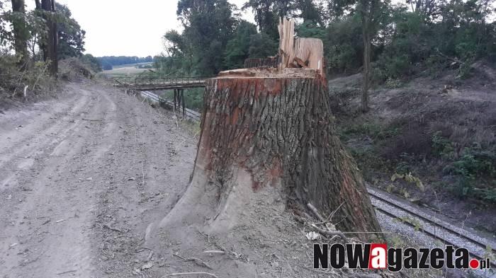 Ponad 400 drzew idzie pod topór